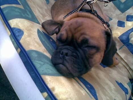 Blanding af racer Magnus - ZZZZZZZZZZZZZZZZZZZZ... billede 11