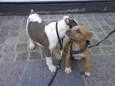 Amerikansk staffordshire terrier Kovu billede 3