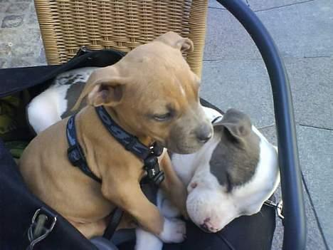 Amerikansk staffordshire terrier Kovu billede 4