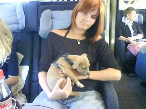 Amerikansk staffordshire terrier Kovu billede 5