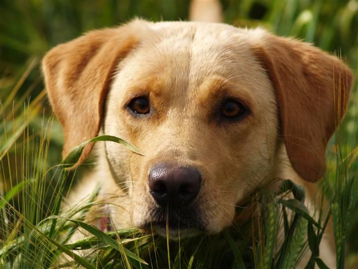 Labrador retriever (Formel 1) Sally billede 5