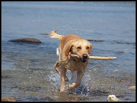 Labrador retriever (Formel 1) Sally - Her kommer jeg!!! :) billede 8