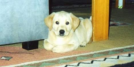 Labrador retriever (Formel 1) Sally - Sally som hvalp billede 9