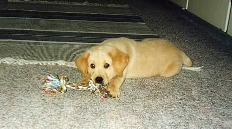 Labrador retriever (Formel 1) Sally - Hvalpebillede:) billede 10