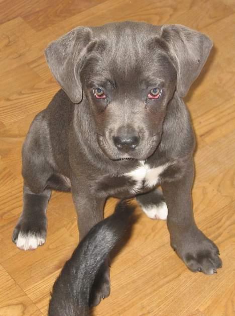 Cane corso Rip 27-12-2010 Medusa  - meget interreseret billede 8