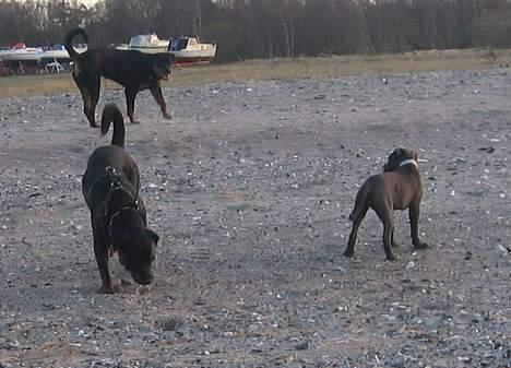 Cane corso Rip 27-12-2010 Medusa  - alle hundene på stranden billede 11