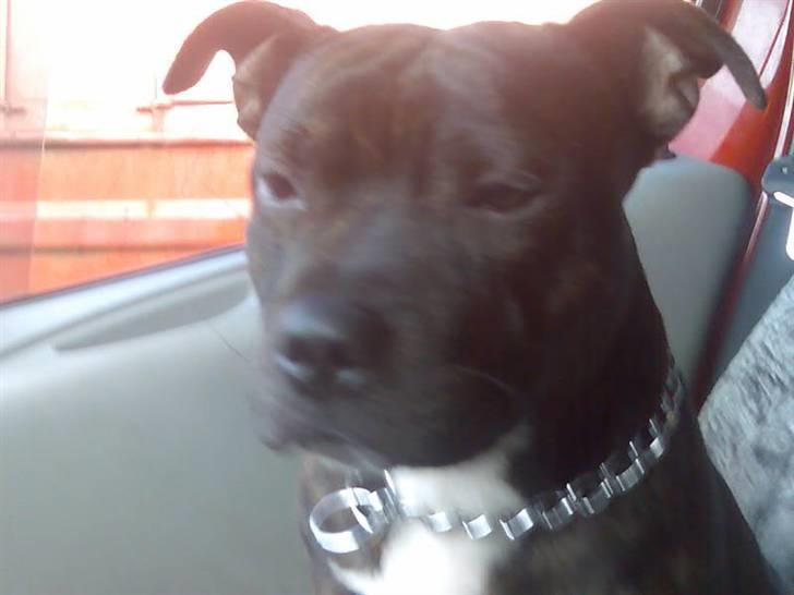 Staffordshire bull terrier kenzo. R.I.P billede 5