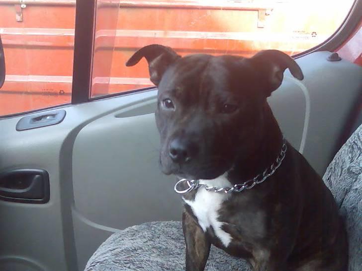 Staffordshire bull terrier kenzo. R.I.P billede 6