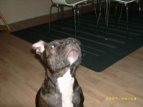 Staffordshire bull terrier kenzo. R.I.P billede 7