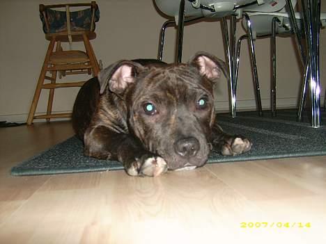 Staffordshire bull terrier kenzo. R.I.P billede 8