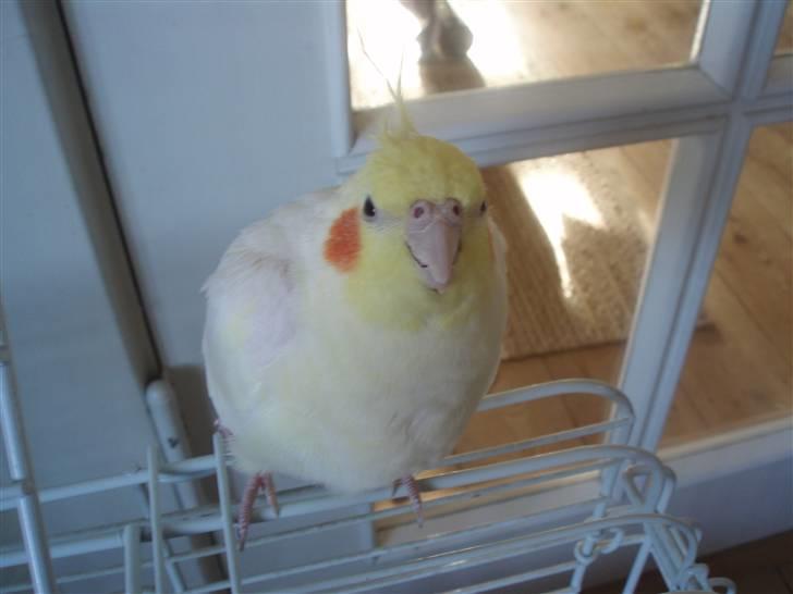 Golden retriever Shaggie - Det er så vores psyko fugl Poul :D - Han er bare så sær og kær <3 billede 11