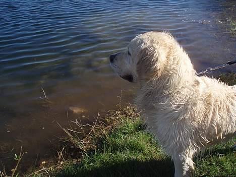 Golden retriever Shaggie billede 12