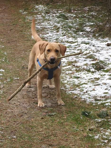 Labrador retriever (Formel 1) Sally - På skovtur billede 11