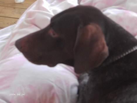 Korthåret hønsehund Sakko billede 1