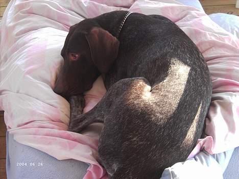 Korthåret hønsehund Sakko billede 2