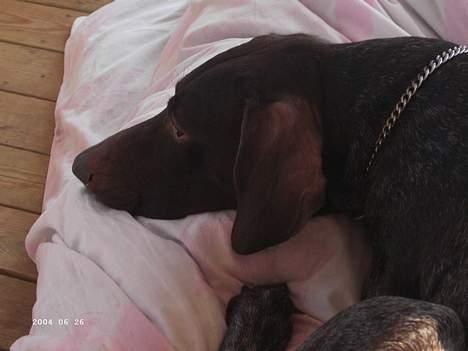 Korthåret hønsehund Sakko billede 3