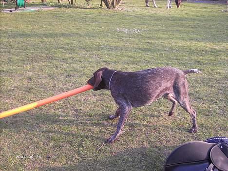 Korthåret hønsehund Sakko billede 4