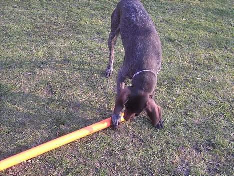 Korthåret hønsehund Sakko billede 5