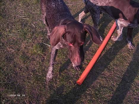 Korthåret hønsehund Sakko billede 6