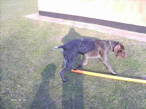 Korthåret hønsehund Sakko billede 7