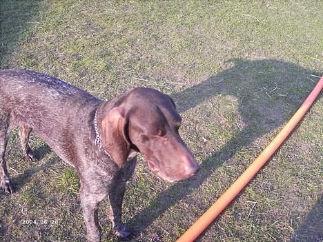 Korthåret hønsehund Sakko billede 8