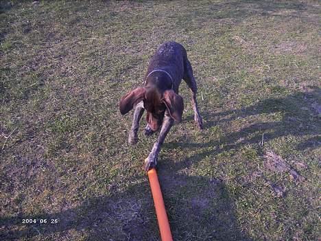 Korthåret hønsehund Sakko billede 9