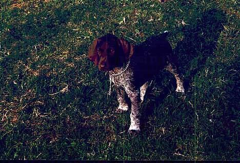 Korthåret hønsehund Sakko billede 10