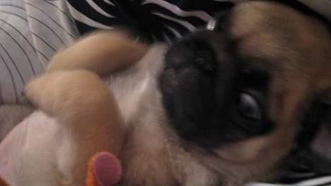 Mops Foxy    R.I.P billede 2