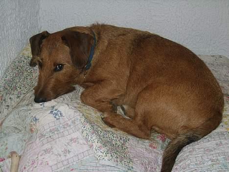 Gravhund luis  billede 7