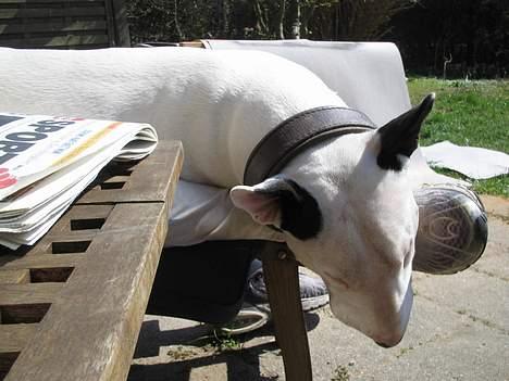 Bullterrier anton R.I.P 08 billede 1