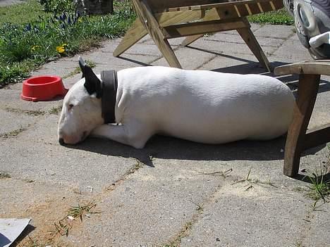Bullterrier anton R.I.P 08 billede 2