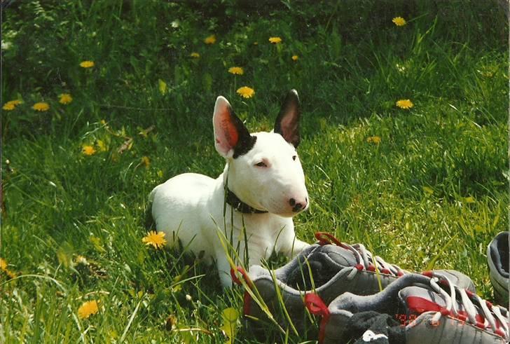Bullterrier anton R.I.P 08 billede 3