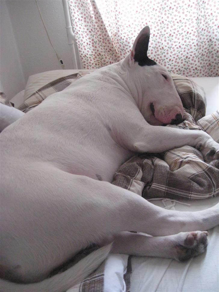 Bullterrier anton R.I.P 08 - ikke mange timer tilbage nu...  billede 4