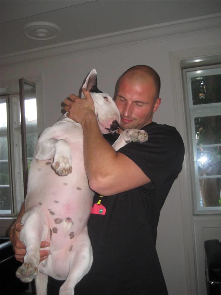 Bullterrier anton R.I.P 08 - Far´s dreng billede 5