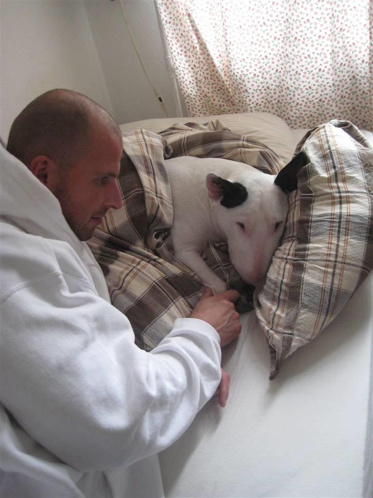 Bullterrier anton R.I.P 08 - snart er Anton i hunde himmlen billede 6