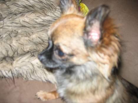 Chihuahua diva - sussi billede 2