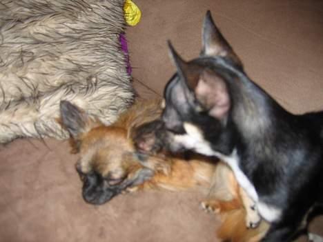 Chihuahua diva - sussi billede 3