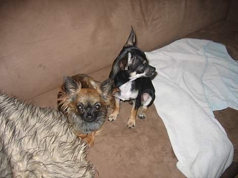 Chihuahua diva - sussi billede 4