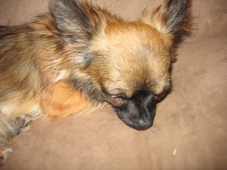 Chihuahua diva - sussi billede 5