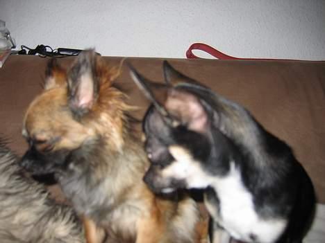 Chihuahua diva - sussi billede 6