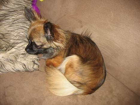 Chihuahua diva - sussi billede 7