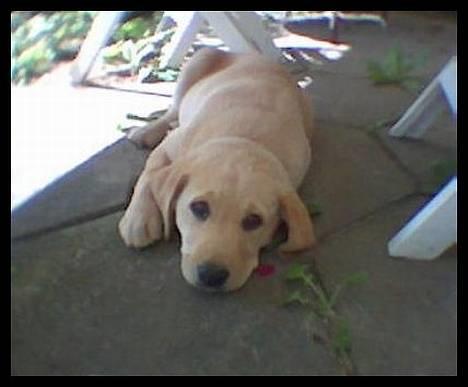 Labrador retriever (Formel 1) Sally - hygge billede 12