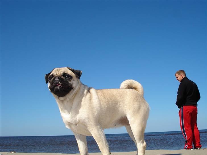 Mops Thila billede 1