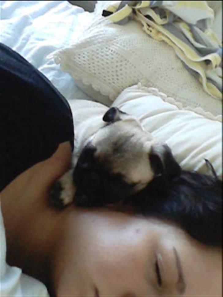 Mops Thila - Ihh altså.. dejlig at putte med moar.. :) billede 2