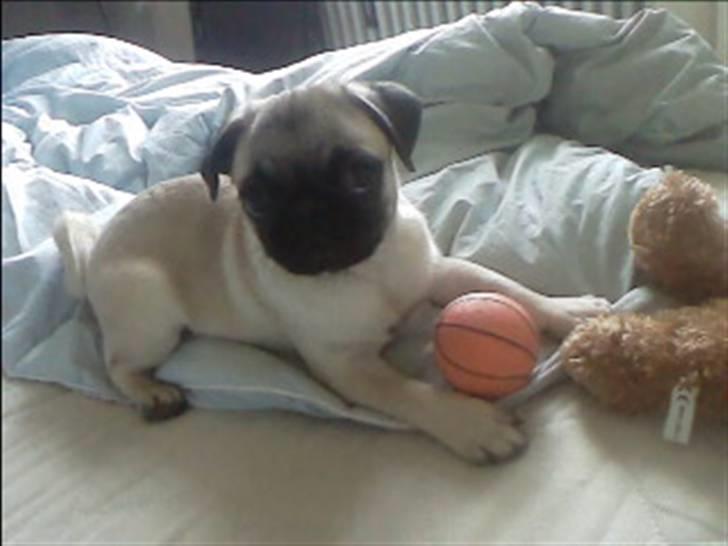 Mops Thila billede 3