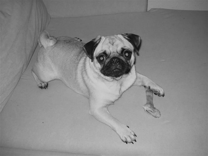 Mops Thila - Mmmm...  billede 4