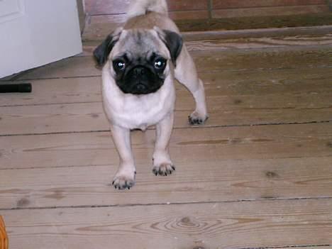 Mops Thila - Model? Mig...? helt sikkert.. :) billede 5