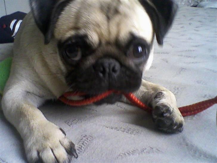 Mops Thila - Liige et nyt af mig.. :) billede 6