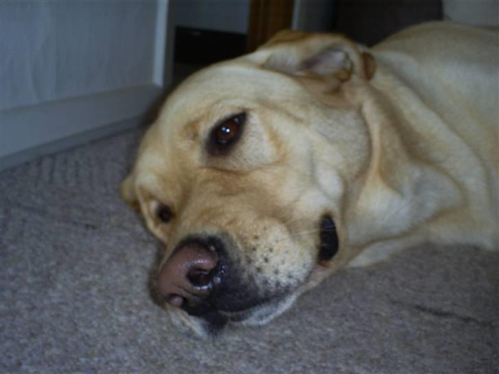 Labrador retriever Oskar - Træt ung mand(o; billede 7