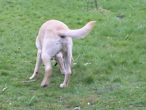 Labrador retriever Oskar - Flot bagdel(o; billede 9